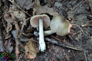 entoloma_rhodopolium (2)